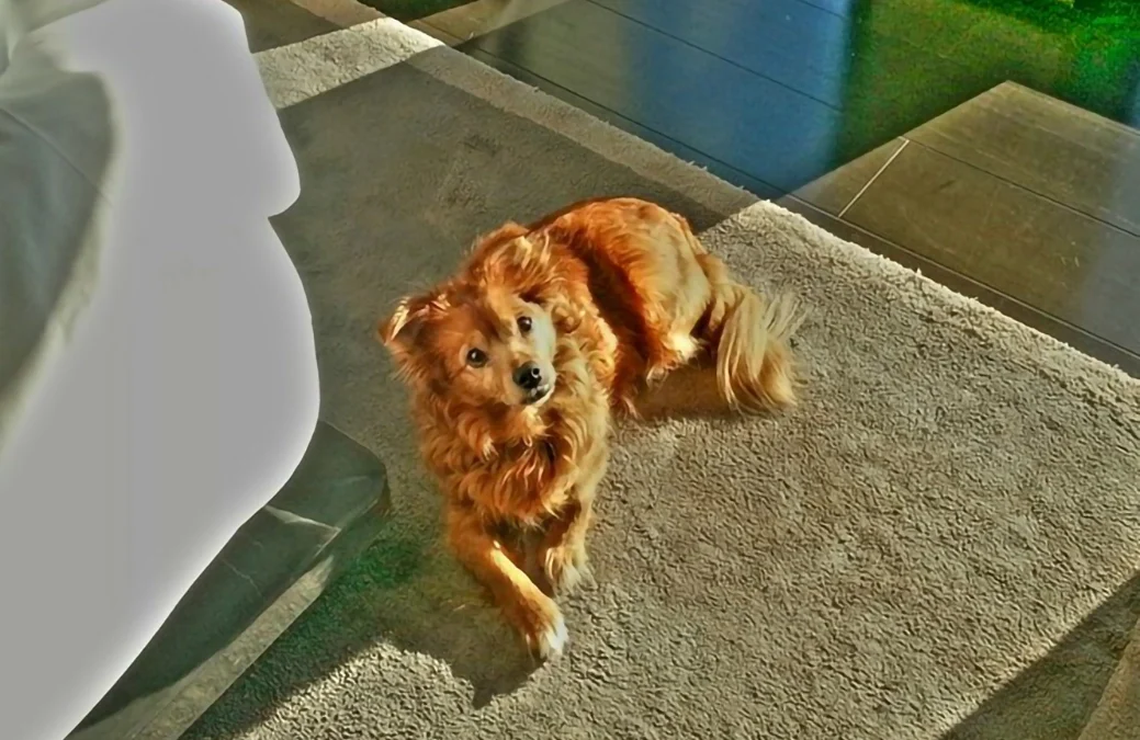 Four-legged friends at Relilax